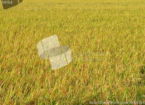 Image of Rice filed texture