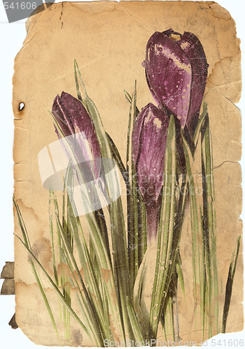 Image of crocus