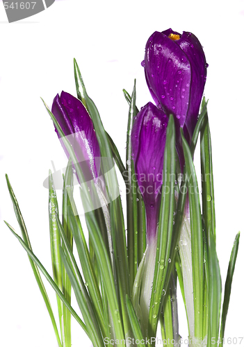 Image of crocus