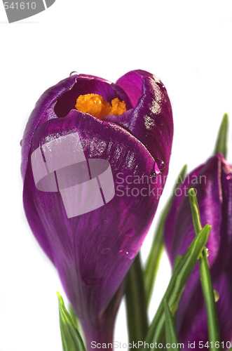 Image of crocus