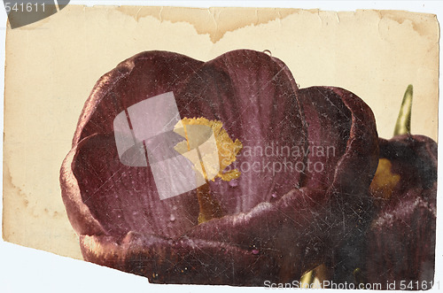 Image of crocus