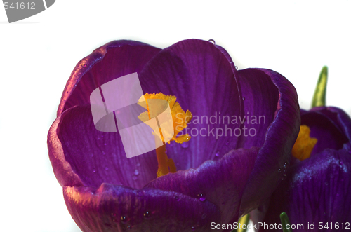 Image of crocus