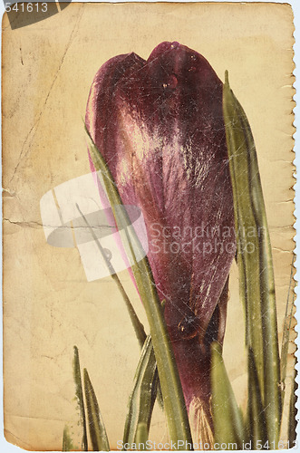 Image of crocus