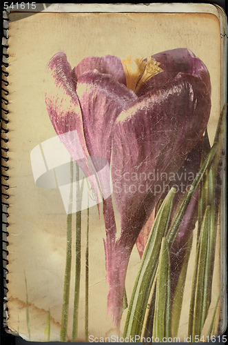 Image of crocus