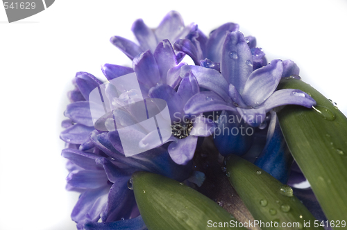 Image of hyacinth 