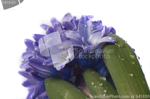 Image of hyacinth 