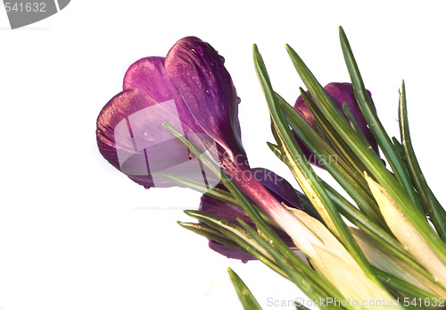 Image of crocus