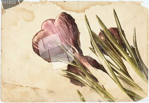 Image of crocus