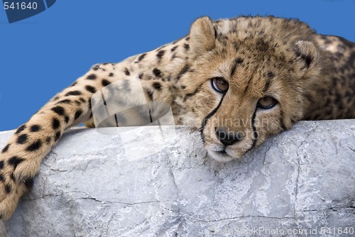 Image of Cheetah