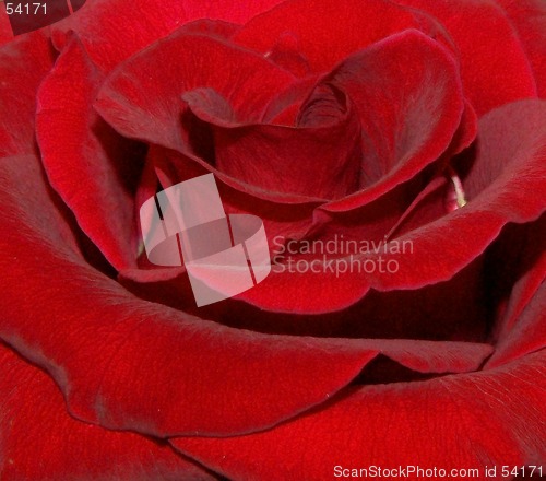 Image of red rose