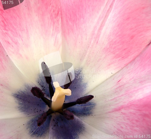 Image of tulip