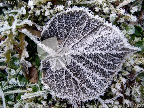 Image of leaf