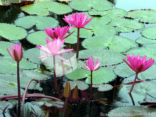 Image of Water lilies and leaves