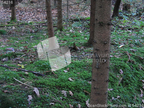 Image of clear undergrowth