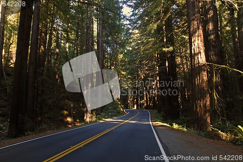 Image of Redwood Highway