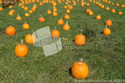 Image of Pumpkins