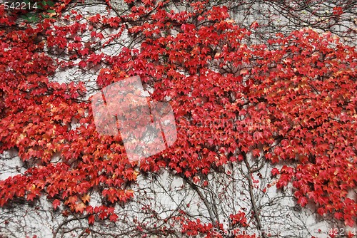 Image of Red leaves