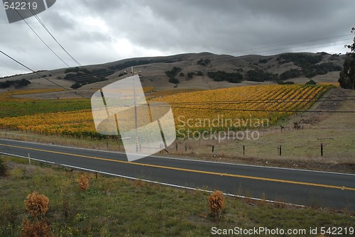 Image of Vineyard