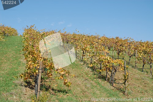 Image of Grapevines