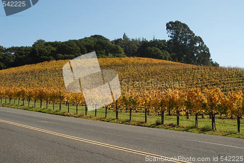 Image of Vineyard