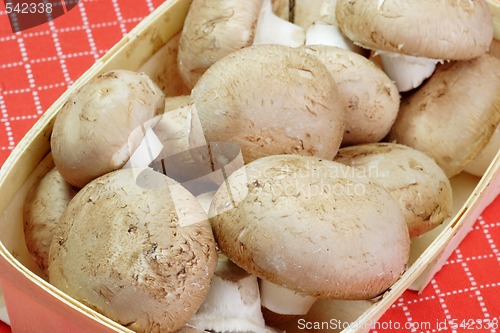 Image of Mushrooms