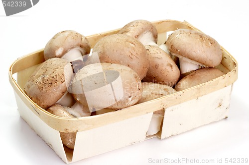 Image of Basket of Mushrooms