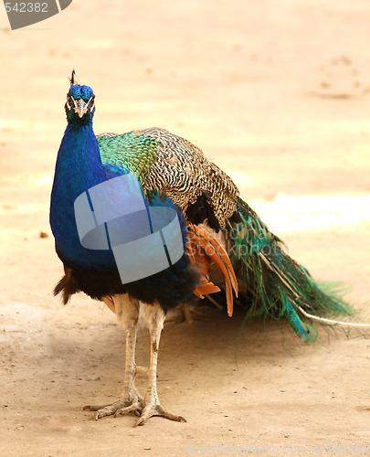 Image of Peacock