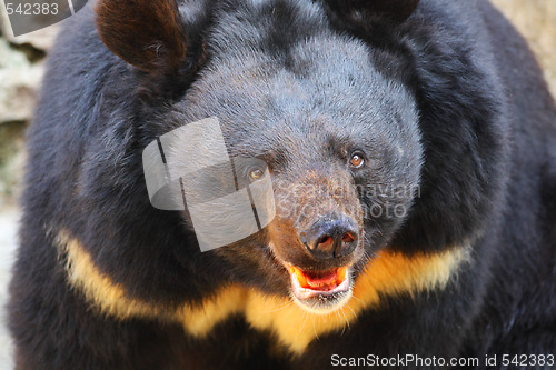 Image of Black bear