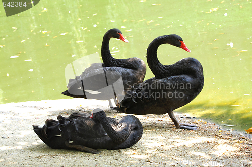 Image of Black swans