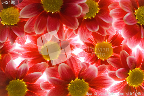 Image of Red flowers