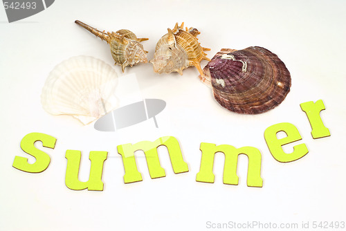 Image of Sea Shells