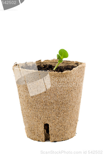 Image of New Life