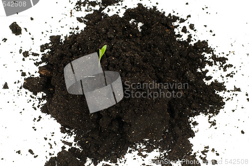 Image of Germination