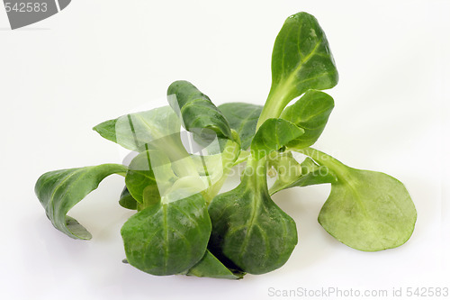 Image of Field salad
