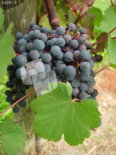 Image of Grapes