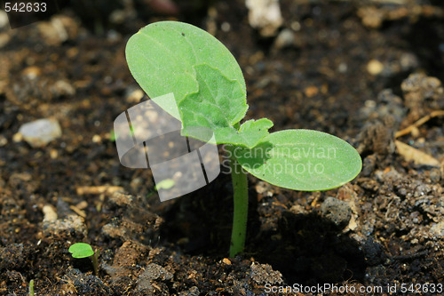 Image of First seedling growing out of soil