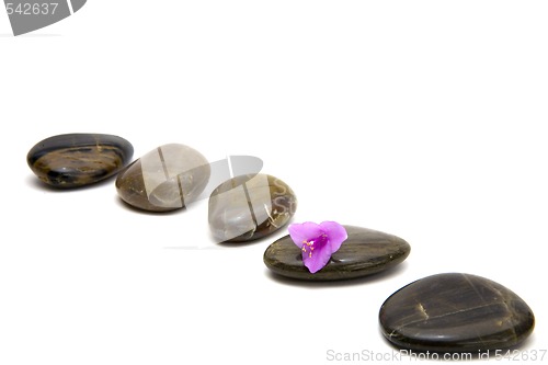 Image of zen stones with flower isolated.