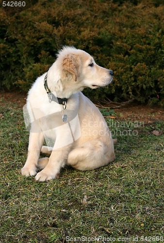 Image of Golden Retriever Puppy Watching