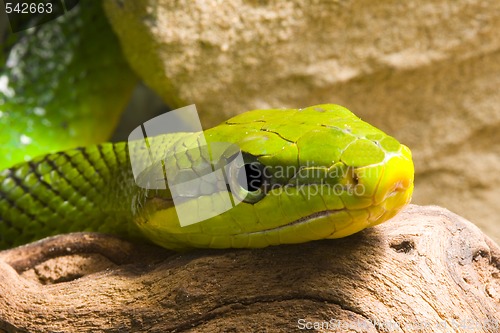 Image of Red Tailed Racer