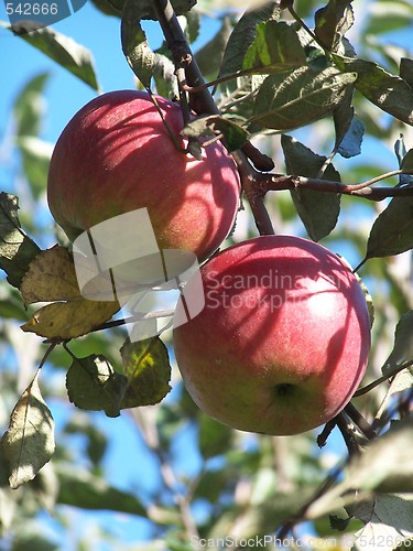 Image of Apples