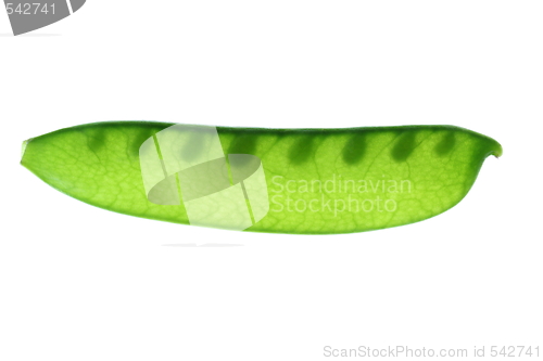 Image of Snow Pea