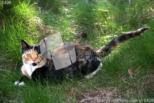 Image of Cat in the grass