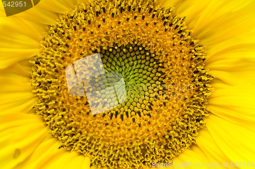 Image of Sunflower
