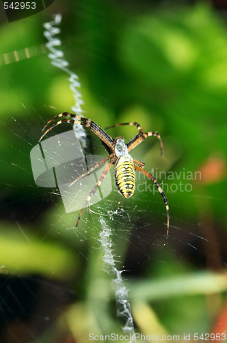 Image of Spider