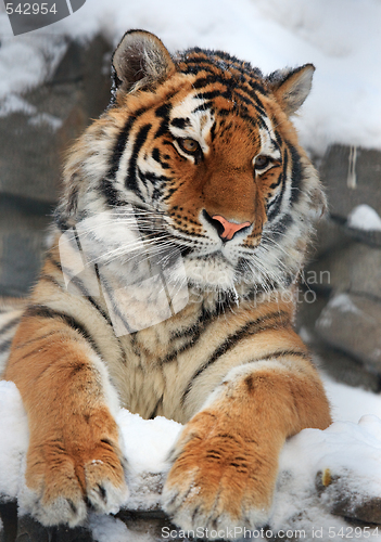 Image of Tiger portrait