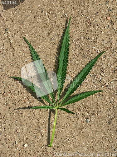 Image of Leaf