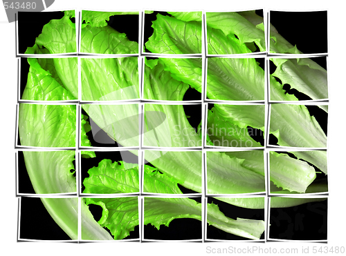Image of lettuce leaves collage