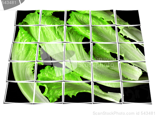 Image of lettuce leaves collage