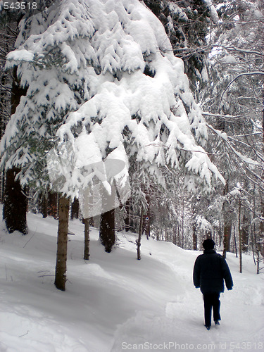 Image of Winter forest