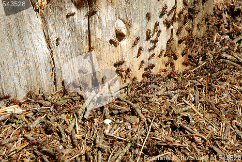 Image of ants